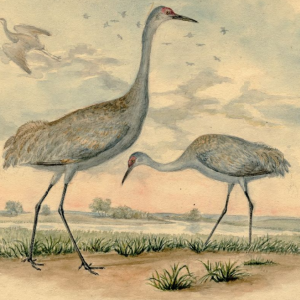 Sandhill Crane