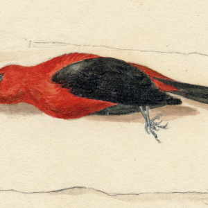 T. R. Peale, male Scarlet Tanager