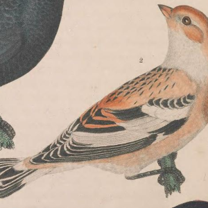 Snow Bunting, Engraved by A. Lawson