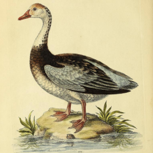 Snow Goose