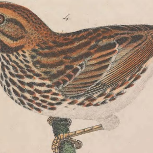 Song Sparrow