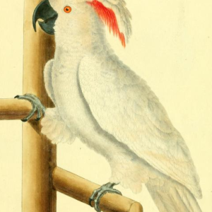 Salmon Crested Cockatoo 