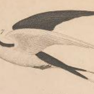 Sooty Tern