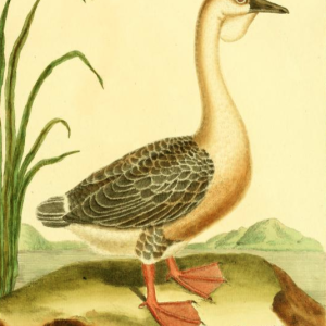 Swangoose, Drawn by F.-N. Martinet