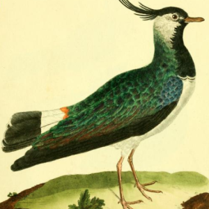 Northern Lapwing, Drawn by F.-N. Martinet