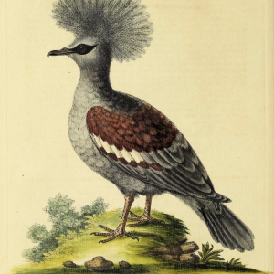 Western Crowned Pigeon