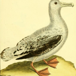 Wandering Albatross