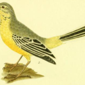 Western Yellow Wagtail