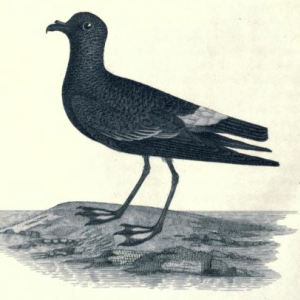 Wilsons Petrel