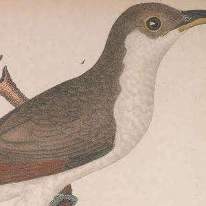 Yellow-billed Cuckoo