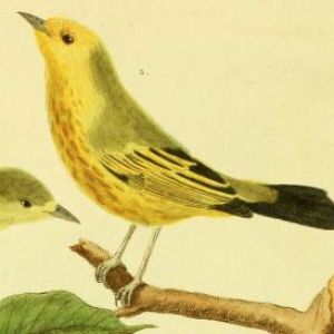Yellow Warbler