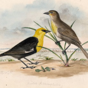 Yellow-headed Blackbird