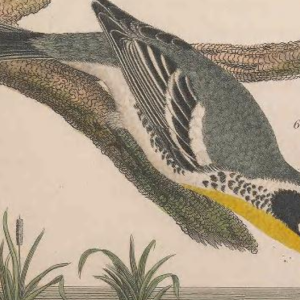 Yellow-throated Warbler