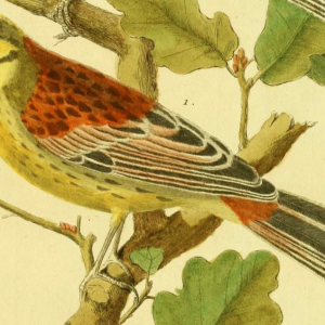 Yellowhammer