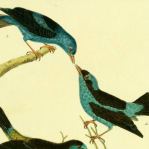 Blue Dacnis