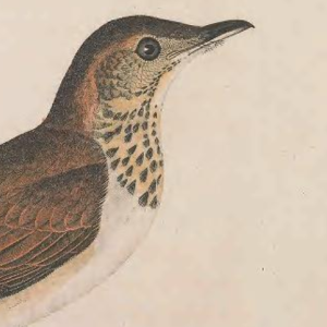 Gray-cheeked Thrush