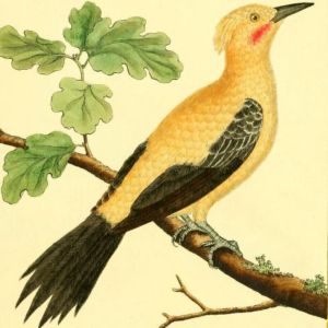 Chestnut Woodpecker