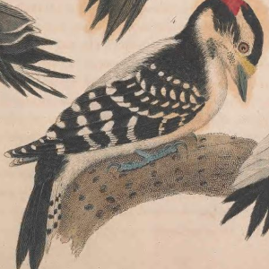 Downy Woodpecker