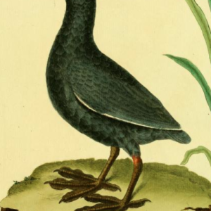 Eurasian Coot