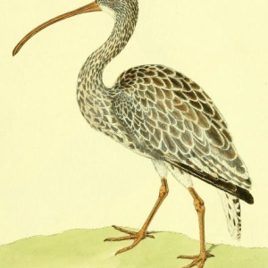 Eurasian Curlew