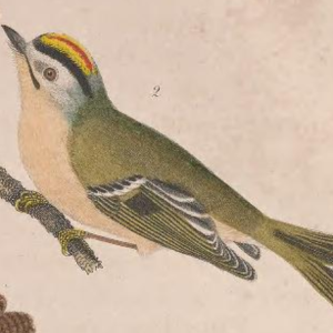 Golden-crowned Kinglet