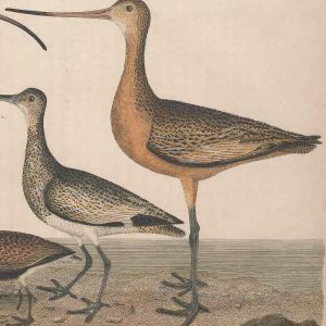 Godwit