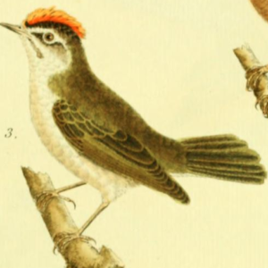 Goldcrest