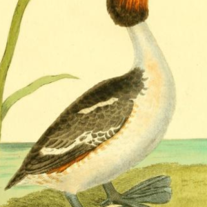 Great Crested Grebe