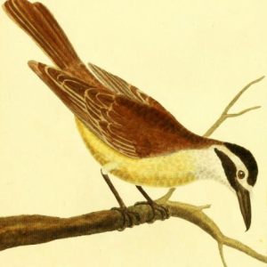 Great Kiskadee