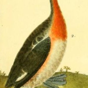 Horned Grebe