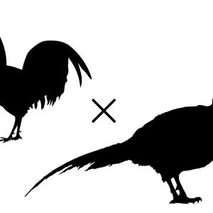 Silhouette of chicken and Pheasant