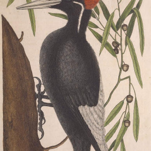 Ivory-billed Woodpecker