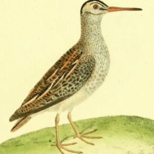 Jack Snipe