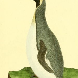 King Penguin