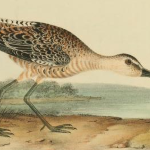 Long-billed Dowitcher