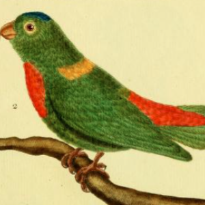 Loriculus Galgulus