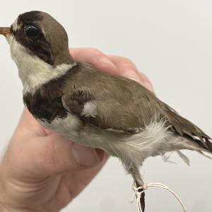 Semipalmated Plover