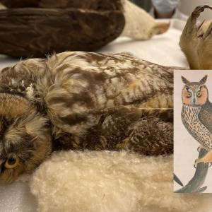 Long-eared Owl