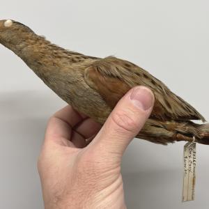 Corn Crake
