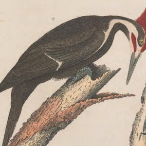 Pileated Woodpecker