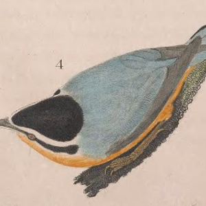 Red-breasted Nuthatch