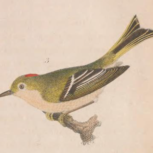 Ruby-crowned Kinglet