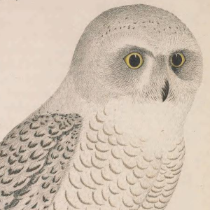 Snowy Owl
