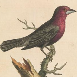 Silver Beaked Tanager