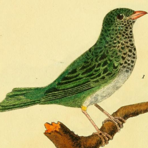 Spotted Tanager