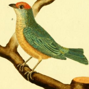 Tangara Cayana