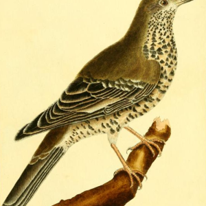 Turdus Viscivorus