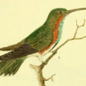 Unidentified Hummingbird