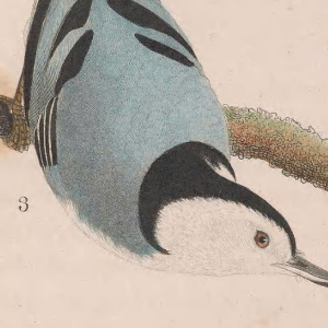White-breasted Nuthatch