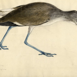 Willet